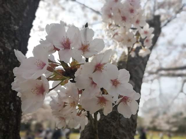 お花見　播磨中央公園